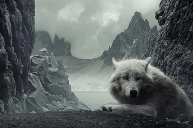 Wolf On A Misty Morning   (