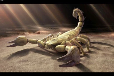 Black Scorpion HD Wallpapers   HD Wallpapers Blog