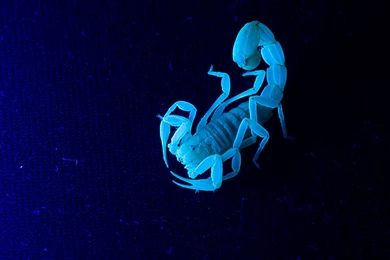 Ultraviolet Scorpions Scorpion