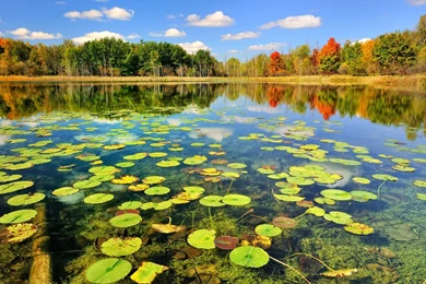 Pond Desktop Wallpapers   HD Wallpaper Backgrounds Of Your Choice