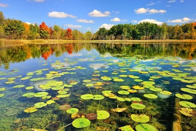 Share Your Wallpapers