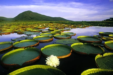 Disc Jockey, Pond, Lee, 1597 >> HD Wallpaper, Get It Now!