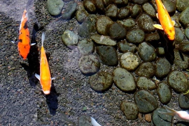 Koi Pond Wallpapers By ZenAkita.deviantart.com On @deviantART ...