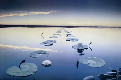 Lotus Pond Wallpapers 24, Lotus Flower Pictures & Images