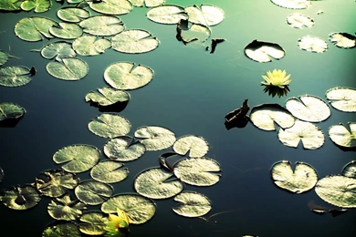 Pond Desktop Wallpapers