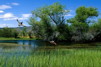 Mallards Pond >> HD Wallpaper, Get It Now!