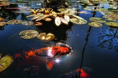 Japanese Koi Fish Pond, Koi Fish Wallpapers Free Download For PC ...