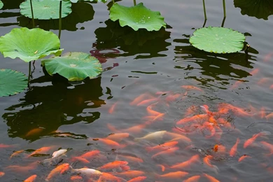 Lotus Pond Wallpapers 28, Lotus Flower Pictures & Images