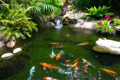 Wallpapers Koi Fish : 7 Nice Koi Fish Pond Supplies