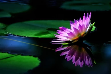 Lotus Pond Wallpapers 19, Lotus Flower Pictures & Images