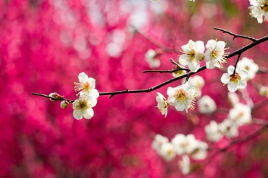 Pink Blossom Spring Tree HD Wallpapers Beautiful Landscape