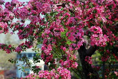 Sakura Flower Wallpapers