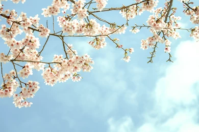 Flowers Blooms Branches Tree Wallpapers