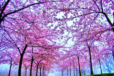 Flowers: Amazing Purple Rose Dark Splendid Beautiful HD Desktop ...