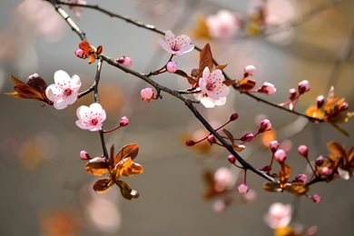 Spring Tree Flower Branch HD Wallpapers Download Desktop