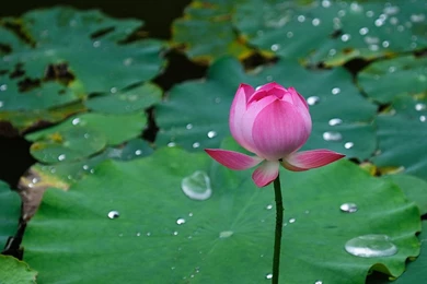 Lotus Pond Wallpapers 23, Lotus Flower Pictures & Images