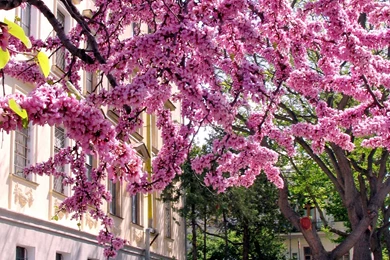 Wallpaper: Flower, Tree, Branches, Nature Wallpapers