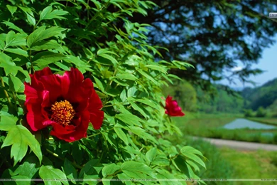 Red Flower On A Green Tree Near Lake Wallpapers