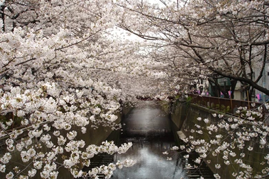 Top Japan Cherry Trees Flowers Wallpapers