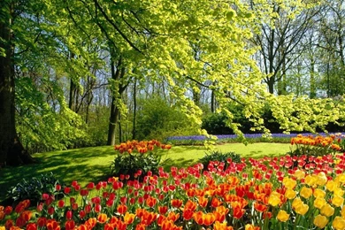 Flowers Nature Tree Wallpapers