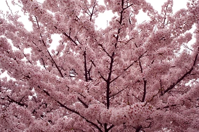 Download Wallpapers 1920x1200 Flower, Tree, Spring, Branches, Mood ...