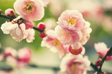 Pink Tree Flower iPad Wallpapers Download