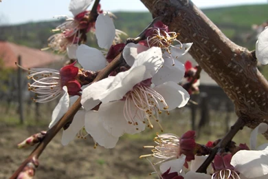 Free Screensavers Download   SaversPlanet.com