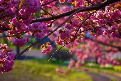 Garden Club Of Virginia