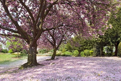 Desktop Flower Trees Pictures 3d Hd Pictures.