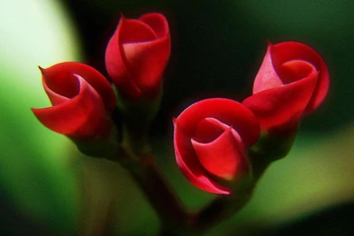 Wallpapers Rose Bud Free Hd Stunning Red Instagram Photos 1366x768 ...