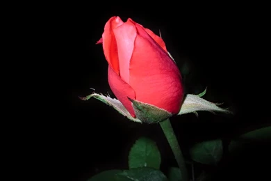 Google Image Result For Http://www.mzephotos.com/wallpapers/roses ...