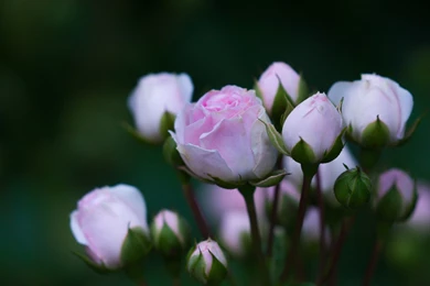Pink Rose Buds Green Backgrounds Wallpapers HD Download