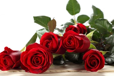 Roses Buds Red Wallpapers