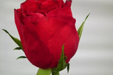 Valentine Red Rose Bud Wallpapers
