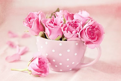 Rose Buds Cup Mug Texture Pink Wallpapers