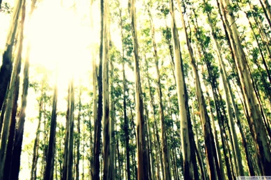 Ooty Forest India HD Desktop Wallpapers : Widescreen : High ...