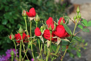 Desktop Wallpaper Backgrounds