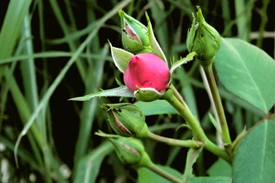 Red Rose Buds Computer Wallpapers, Desktop Backgrounds
