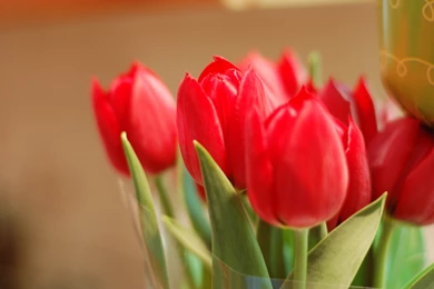 Flower Flowers Tulips Red Petals Bud Buds Close Up Leaves Leaves ...