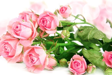 Download Wallpapers Rose Buds, Pink, Droplet Bokeh, Flowers ...