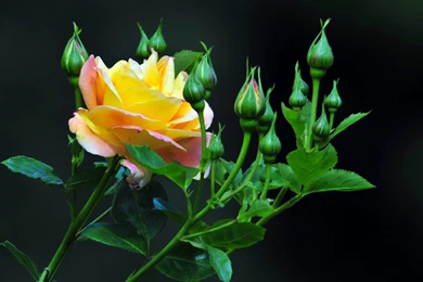 Yellow Rose And Buds Wallpapers   1680x1050   408626