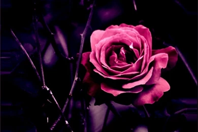Flowers: Pink Rose Buds Flower High Quality Wallpapers For High ...