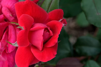 Flowers: Budding Rose Buds Red Roses CSH Wallpapers Gallery For ...