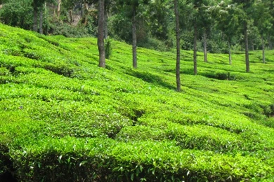 Field Forest Green – Nature Fields HD Desktop Wallpapers