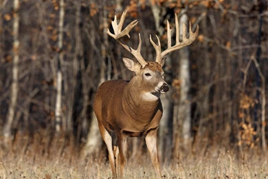 Whitetail Deer Backgrounds   Wallpapers Cave