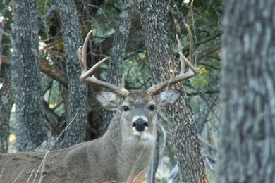 Free Whitetail Deer Wallpaper wUWh 29851 Hd Pictures