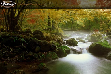 Whitetail, Screensavers, Monster, Stream (