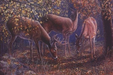 Whitetail Deer Wallpapers