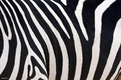 Zebra Wallpapers HD