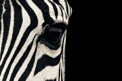 Zebra Wallpapers Perfect I7U » WALLPAPERUN.COM